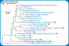 Fylogenetiskt för ordningen <i>Enterobacteriales</i>.