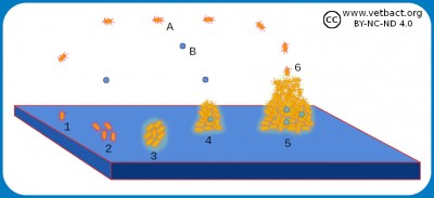 Biofilm och Quorum sensing