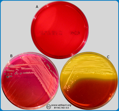 Xylose lysine deoxycholate agar (XLD agar)