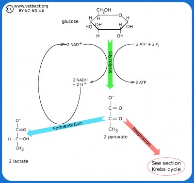 Glycolysis and Fermentation