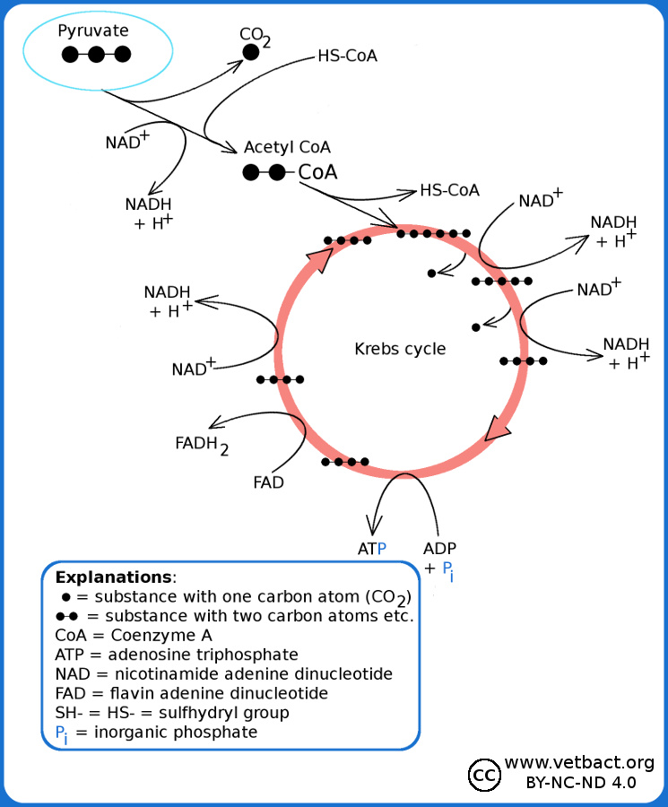 krebs-cycle