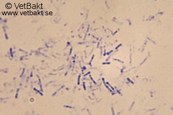 <i>Dichelobacter nodosus</i>