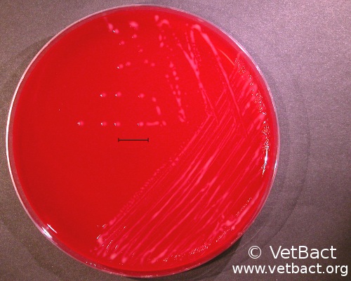 <i>Rhodococcus hoagii</i>