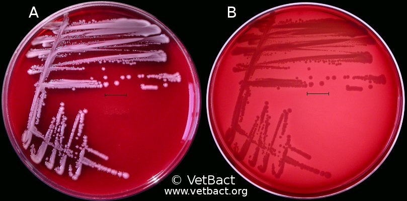 <i>Klebsiella oxytoca</i>