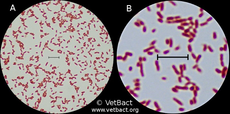 klebsiella pneumoniae gram stain morphology