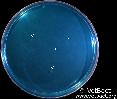 <i>Escherichia coli</i>