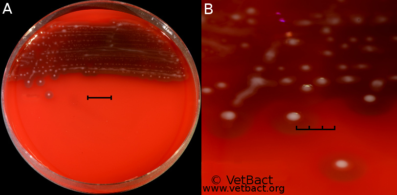 <i>Streptococcus equi</i> subsp. <i>zooepidemicus</i>