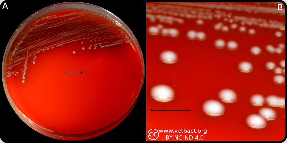 <i>Enterococcus faecium</i>