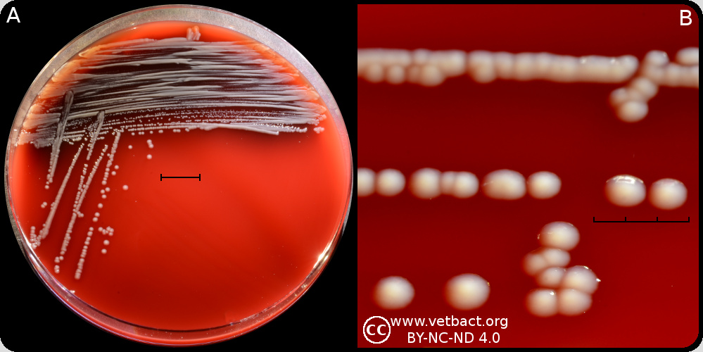 <i>Aeromonas salmonicida</i> subsp. <i>salmonicida</i>