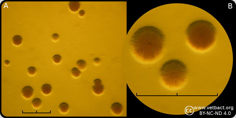 <i>Mesomycoplasma hyorhinis</i>