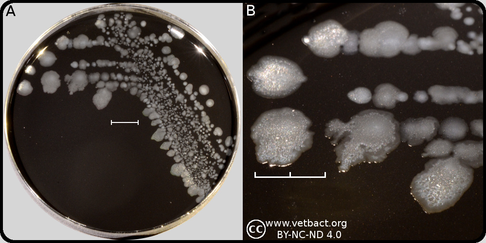 <i>Campylobacter jejuni</i> subsp.<i> jejuni</i>