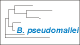 <strong>Fig. 49:2.</strong> The tree shows the 16S rRNA based phylogenetic relations within the following bacterial genera: <i>Campylobacter, Helicobacter, Arcobacter, Burkholderia, Wolinella</i> and <i>Sulfurospirillum</i>. <p>