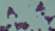 <p><strong>Fig. 22:2.</strong> Gram staining of <i>Staphylococcus intermedius</i>.</p>

<p> </p>