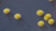 Close up of colonies of <i>Flavobacterium psychrophilum</i> (strain F442) cultivated on KDMC agar during 4 days at 20°C. The total length of the scale bar corresponds to 5 mm. <p>