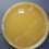 <p><strong>Fig. 167:1.</strong> Kolonier av <i>Francisella noatunensis</i> (stam ï¿½?391) odlad på cystein-agar under 3 veckor vid 20°C.</p>

<p> </p>