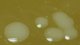 <p><strong>Fig. 167:2.</strong> Close up of colonies of <i>Francisella noatunensis</i> (strain ï¿½?391) cultivated on cysteine agar during 3 weeks at 20°C. The total length of the scale bar is equivalent to 5 mm.</p>

<p> </p>