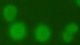 <p><strong>Fig. 34:2.</strong> Immunofluorescense photomicrograph of colonies of <i>Mycoplasmopsis bovis</i> strain BKT032768/08, cultivated on NPR agar during 5 days at 37°C with CO<sub>2</sub>.</p>

<p> </p>