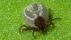 <p><strong>Fig. 113:1.</strong> Macro photography of a tick (<i>Ixodes</i> sp.). Camera: Nikon CoolPix 4500.</p>

<p> </p>