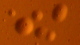 <p><strong>Fig. 36:1.</strong> Photomicrograph of colonies of <em>Mycoplasmoides gallisepticum</em> strain ALD002107/08, cultivated on M agar during 6 days at 37°C with 5% CO<sub>2</sub>. The colonies are 0,1-0,5 mm i diameter. Note the typical "fried egg-appearence", which most mycoplasmas have, but <em>M. gallisepticum</em> has a very tiny "yolk".</p>

<p> </p>