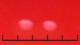 <p><strong>Fig. 57:1. </strong>Colonies of <i>Actinobacillus pleuropneumoniae</i>, strain CCUG 12837, cultiured for detection of satelitism on a horse blood agar plate with <em>Staphylococcus aureus</em>, strain CCUG 4151, streaked in the shape of a cross on a carpet of the bacterium to be investigated. The agar plate has been incubated during 24 h at 37°C. Note the streak of <i>S. aureus</i> in the upper part of the image. The total length of the scale bar is equivalent to 5 mm.</p>

<p> </p>