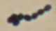 <strong>Fig. 190:3.</strong> Gram-färgning av <i>Enterococcus faecium</i>, stam VRE 300/04. <p>