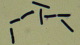 <p><strong>Fig. 24:4.</strong> Gram-färgning av <i>Clostridium botulinum</i>, typ C, stam 07-V891 från flytande kultur.</p>

<p> </p>