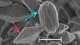 <p><strong>Fig. 187:1.</strong> Spores (blue arrows) and bipyramidal protein crystals (red arrows) of the Cry protein from <em>Bacillus thuringiensis</em>, serovar Kurstaki. This serovar can kill only leaf- and needle-feeding caterpillars. The length of the scale bar corresponds to 1 µm. Date: 2010-06-10.</p>

<p> </p>