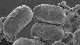 <p><strong>Fig. 133:2.</strong> Sporer av <em>Bacillus atrophaeus</em>. Denna art bildar sporer, som skiljer sig från sporer av <em>B. anthracis, B. cereus</em> och <em>B. thuringiensis</em> i det avseende att de liksom <em>B. subtilis</em> saknar exosporium (jfr. Fig. 21:4). <em>B. atrophaeus</em> och <em>B. subtilis</em> är mycket närbesläktade och har likartade sporer. Längden på skalstrecket motsvarar 2 µm. Datum: 2010-06-16.</p>

<p> </p>