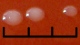 <b>Fig. 138:2.</b> Närbild på kolonier av <i>Bartonella henselae</i>, stam Bart 198/03, odlad aerobt på hematinagar med jästextrakt under 9 dygn vid 37°C. i närvaro av 5% CO<sub>2</sub>. Längden av hela skalstrecket motsvarar 3 mm. Datum: 2010-09-08.
<p>