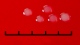 <b>Fig. 60:4.</b> Närbild på kolonier av <i>Mannheimia haemolytica</i>, stam PAT 4483/10, efter odling på hästblodagar under 24 tim vid 37°C i närvaro av 5% CO<sub>2</sub>. Ljus ovanifrån. Längden på hela skalstrecket motsvarar 5 mm. Datum: 2010-10-05. <p>