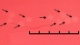 <b>Fig. 60:6.</b> Closeup of colonies of <i>Mannheimia haemolytica</i>, strain PAT 4483/10, after cultivation on horse blood agar during 24 h at 37°C. Light from below. Nine of the colonies (at the arrows) have been removed with a plastic loop to visualize the hemolysis. The total length of the scale bar is equivalent to 5 mm. Date: 2010-10-05. <p>