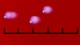 <b>Fig. 67:3.</b> Närbild på kolonier av <i>Moraxella bovis</i>, stam BKT 14841/10, odlad på hästblodagar under 24 tim vid 37°C i närvaro av 5% CO<sub>2</sub>. Ljus ovanifrån. Längden på skalstrecket motsvarar 5 mm. Datum: 2010-10-06. <p>