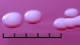 <p><b>Fig. 56:2.</b> Closeup of colonies of <i>Pasteurella multocida</i> subsp. <i>multocida</i>, strain CCUG 224, cultivated aerobically on bovine blood agar during 3 days at 37°C. The total length of the scale bar is equivalent to 5 mm. Date: 2010-10-06.</p>

<p> </p>