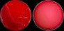 <b>Fig 16:3.</b> Kolonier av <i>Streptococcus agalactiae</i>, stam 09mas018883, odlad aerobt på nötblodagar vid 37 °C under 24 tim. A, Fotograferad  med ljus ovanifrån. B, Fotograferad med ljus underifrån. Notera att en mycket tunn hemolyszon runt kolonierna kan observeras på platta B. Längden av skalstrecket motsvarar 1 cm. <p>