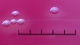 <b>Fig 207:2.</b> Colonies of <i>Streptococcus canis</i>, strain CCUG 37323, cultivated aerobically on bovine blood agar with aesculine at 37 °C during 24 h. Photographed with lighting from above. The length of the scale bar is equivalent to 1 cm. Date: 2011-06-08. <p>