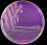 <p><b>Fig. 65:4.</b> Colonies of <i>Pseudomonas aeruginosa</i>, strain CCUG 17619, cultivated on purple agar with lactose at 37°C during 24 h. The length of the scale bar is equivalent to 1 cm.</p>