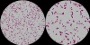 <p><strong>Fig. 70:4.</strong> Gram-färgning av <i>Salmonella enterica</i> subsp. <i>enterica</i>, serovar Typhimurium. A och B skiljer sig åt i förstoringsgrad och längden av skalstrecken i båda bilderna motsvarar 5 µm. Datum: 2012-04-03</p>

<p> </p>