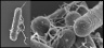 <p><strong>Fig. 24:3.</strong> Svepelektronmikroskopibild av <i>Clostridium botulinum</i> typ C/D, stam BKT015925. Observera flagellerna, som syns tydligt i båda bilderna. Längderna på skalstrecken i A och B motsvarar 4 µm respektive 0.4 µm. Datum: 2013-02-13.</p>

<p> </p>