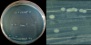 <p><strong>Fig. 73:4.</strong> Odling av <i>Proteus vulgaris</i>, stam SLV 476, på CLED agar under 24 h, vid 37 °C. Observera att <i>P. vulgaris</i> inte svärmar på CLED-agar. Den totala längden på skalstrecken motsvarar 10 mm i den vänsta bilden och 5 mm i den högra bilden. Datum: 2013-12-26.</p>

<p> </p>