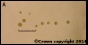 <p><strong>Fig. 38:1.</strong> Colonies of <em>Mycoplasma mycoides</em> subsp. <em>mycoides</em>, strain Gladysdale, cultivated on Eaton's agar under 2 days (A) and 4 days (B), respectively at 37°C and in the presence of 5% CO<sub>2</sub>. The total length of the scale bars is equivalent to 0.5 mm. Date: 2014-01-28.</p>

<p> </p>