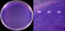 <p><strong>Fig. 14:4.</strong> A. Kolonier av <i>Streptococcus equi</i> subsp. <i>equi</i> odlad på blåagar vid 37 °C under 24 timmar. Plattan visar att denna bakterie ej fermenterar laktos och växer dåligt på blåagar. B. Delförstoring av agarplatan t.v. Den totala längden av skalstrecken motsvarar 1 cm resp. 2 mm. Datum: 2014-11-19.</p>

<p> </p>