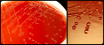 <p><strong>Fig. 217:1.</strong> Colonies of <i>Aliivibrio salmonicida</i>, strain LFI1238, cultured on blood agar with 0.9% NaCl during 6 days at 12°C. Panel A shows the agar plate and panel B is a enlargement of the colonies. Date: 2014-12-01.</p>

<p> </p>