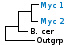 <strong>Fig. 35:1.</strong> Fylogenetiskt träd baserat på 16S rRNA-gensekvenser, som illustrerar släktskap mellan medlemmar av klassen <i>Mollicutes</i>. Alla taxa i trädet tillhör fylum <i>Tenericutes</i> utom <i>Bacillus cereus</i> och <i>Clostridium botulinum</i>, som tillhör fylum <i>Firmicutes</i> samt <i>Escherichia coli</i>, som tillhör fylum <i>Proteobacteria</i>. Mycoidesgruppens mykoplasmer samt de hemotropiska mykoplasmerna är markerade med vertikala linjer. Blåmarkerade taxa är inkluderade i VetBact och taxa i fet stil är aktuella på denna bakteriesida.</p> 

<p>Trädet genererades med hjälp av datorprogrammet "Tree Builder" på <a href="http://rdp.cme.msu.edu/" target="_blank">RDPs webbplats</a>. <i>E. coli</i> valdes som utgrupp. (T) betyder typstam. Datum: 2016-01-21.</p>