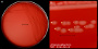 <strong>Fig. 77:1.</strong>  Colonies of <i>Yersinia enterocolitica</i> subsp. <i>enterocolitica</i>, strain 45643, cultivated on bovine blood agar during 24 h at 30°C. Note that a hemolysis zone cannot be observed. The lengths of the scale bars corresponds to 1 cm and 2 mm, respectively. Date: 2016-10-25. <p>