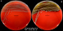 <strong>Fig. 85:1.</strong> Colonies of <i>Listonella anguillarum</i> cultivated on bovine blood agar at 30°C. A. Cultivation during 24 h; B. Cultivation during 48 h. The total length of the respective scale bars is equivalent to 1 cm. <p>