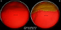 <p><strong>Fig. 85:3.</strong> Kolonier av <i>Listonella anguillarum</i> odlad på nötblodagar vid 30 °C. Agarplattorna fotograferades med ljus underifrån för att tydligare visa hemolys. A. Odling under 24 timmar; B. Odling under 48 timmar. Längden av resp. skalstreck motsvarar 1 cm.</p>

<p> </p>