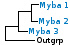 <strong>Fig. 9:1.</strong> Fylogenetiskt träd baserat på 16S rRNA-gensekvenser, som illustrerar släktskap mellan medlemmar av fylum <i>Actinobacteria</i>. Alla taxa i trädet tillhör detta fylum utom <i>Bacillus cereus</i> och <i>Clostridium perfringens</i>, som utgör en utgrupp och tillhör fylum <i>Firmicutes</i>. <i>Crossiella equi</i> har placerats inom ordningen <i>Pseudonocardiales</i> trots att den tycks vara mer närbesläktad med släktena <i>Rhodococcus</i> och <i>Nocardia</i>. De tre övriga ordningarna av fylum <i>Actinobacteria</i>, som finns representerade i VetBact, är markerade med vertikala linjer. Blåmarkerade taxa är inkluderade i VetBact och taxa i fet stil är aktuella på denna bakteriesida.</p> 

<p>Trädet genererades med hjälp av datorprogrammet "Tree Builder" på <a href="http://rdp.cme.msu.edu/" target="_blank">RDPs webbplats</a>. (T) betyder typstam. Datum: 2017-01-12.</p>