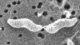 <p><strong>Fig. 89:2.</strong> Scanning electron micrograph of <i>Campylobacter jejuni</i> subsp. <i>jejuni</i>. Note the shape and the flagella.</p>

<p> </p>