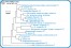 <p><strong>Fig. 75:1.</strong> Fylogenetiskt träd, som är baserat på 16S rRNA-gensekvenser och visar det naturliga släktskapet mellan medlemmar inom familjen <em>Enterobacteriaceae</em>, som hör till fylum <em>Proteobacteria</em>. Notera att släktena <em>Escherichia</em> och <em>Shigella</em> är mycket närbesläktade.</p>

<p>Trädet genererades med hjälp av datorprogrammet "Tree Builder" på <a href="http://rdp.cme.msu.edu/" target="_blank">RDPs webbplats</a>. <em>Clostridium botulinum</em>, typ C, som tillhör fylum <em>Tenericutes,</em> valdes som utgrupp. (T) betyder typstam. Längden på skalstrecket motsvarar en nukleotidskillnad per 100 nukleotidpositioner. Datum: 2018-01-25.</p>