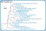 <p><strong>Fig. 76:1.</strong> Fylogenetiskt träd, som är baserat på 16S rRNA-gensekvenser och visar det naturliga släktskapet mellan medlemmar inom familjen <em>Enterobacteriaceae</em>, som hör till fylum <em>Proteobacteria</em>. Notera att släktena <em>Escherichia</em> och <em>Shigella</em> är mycket närbesläktade.</p>

<p>Trädet genererades med hjälp av datorprogrammet "Tree Builder" på <a href="http://rdp.cme.msu.edu/" target="_blank">RDPs webbplats</a>. <em>Clostridium botulinum</em>, typ C, som tillhör fylum <em>Tenericutes,</em> valdes som utgrupp. (T) betyder typstam. Längden på skalstrecket motsvarar en nukleotidskillnad per 100 nukleotidpositioner. Datum: 2018-01-25.</p>